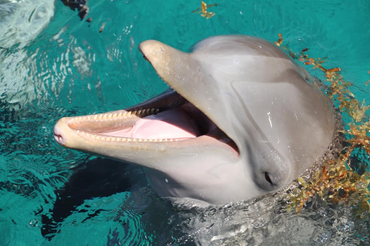 55 Incredible Facts About Dolphins | Facts Cosmos