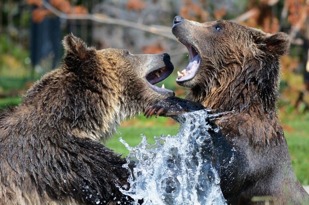 Bears FIghting