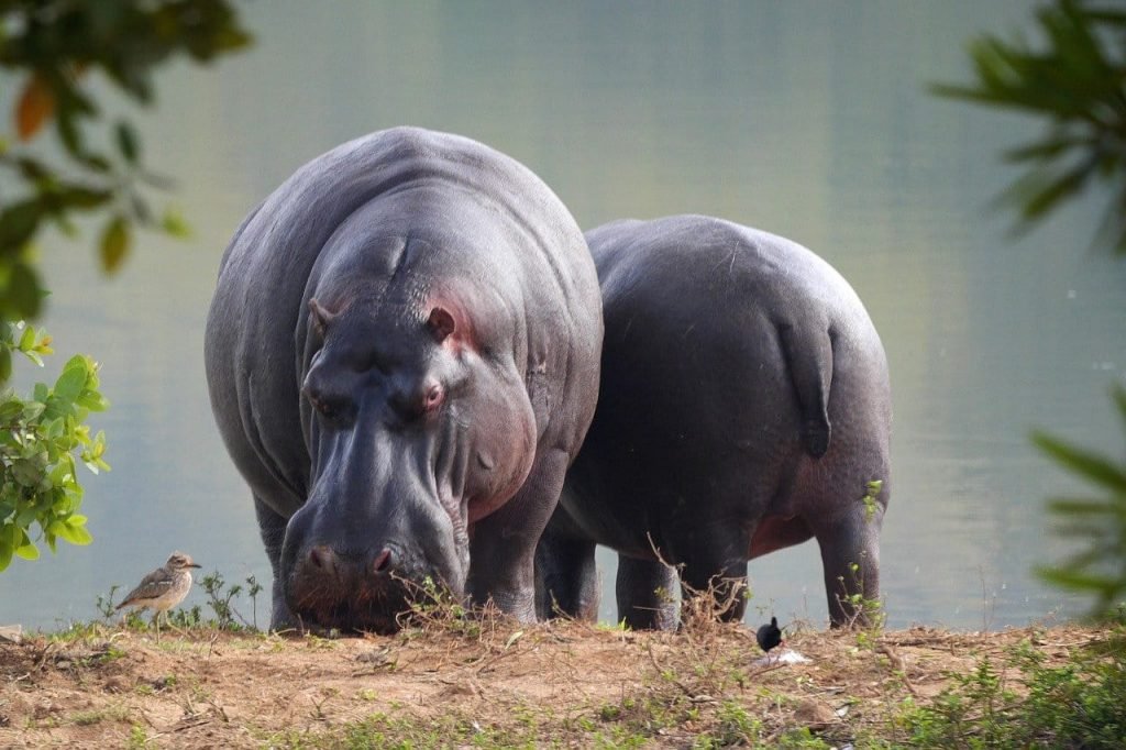 hippo facts