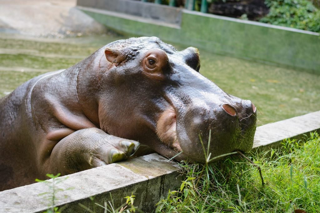 hippopotamus facts