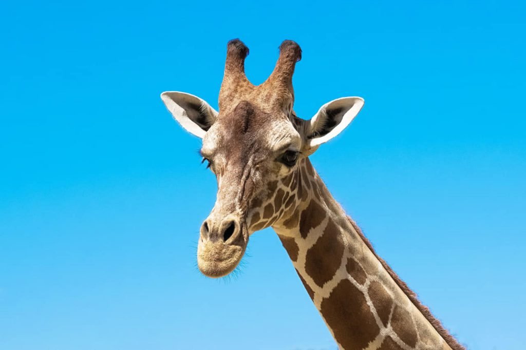 facts about giraffe