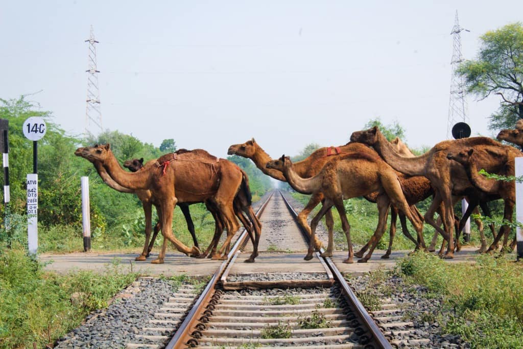 Facts about camels