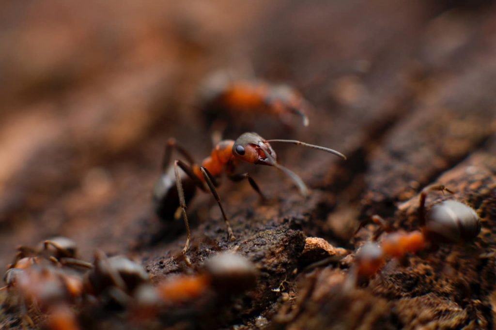 Facts about ants