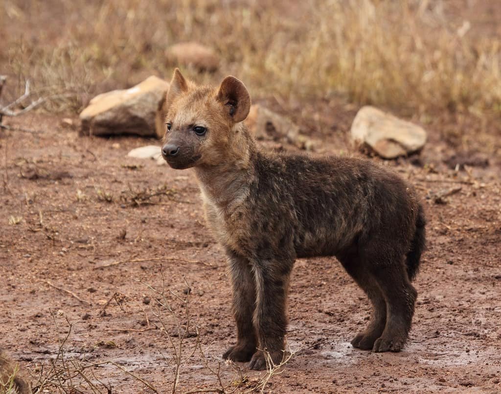 Baby hyena-facts