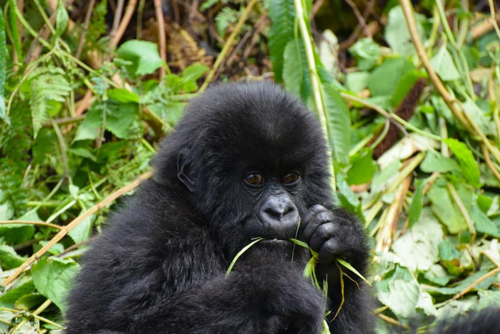 Baby gorilla