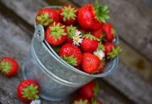 Facts about strawberries