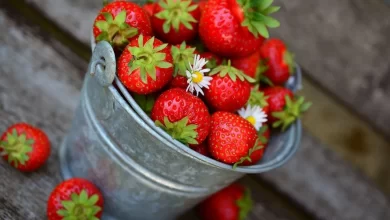 Facts about strawberries