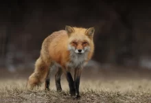 fox facts