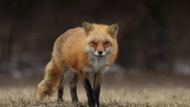 fox facts