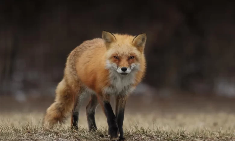 fox facts
