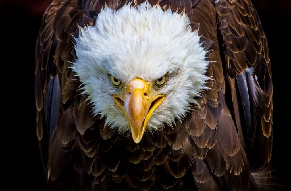 Angry Eagle