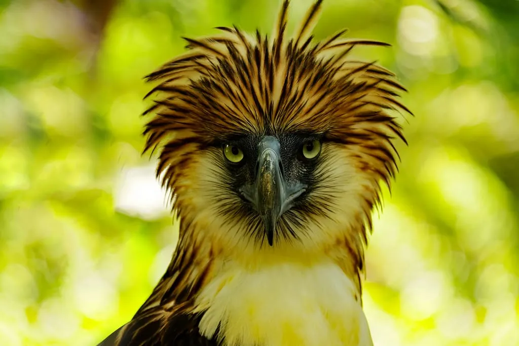 Philippine eagle